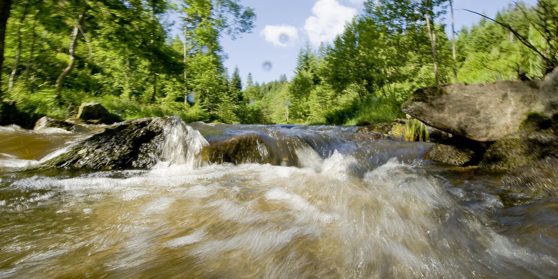 Vue en mouvement des Gorges de la Dore depuis l'eau, avec des arbres et des rochers dans la rivière.