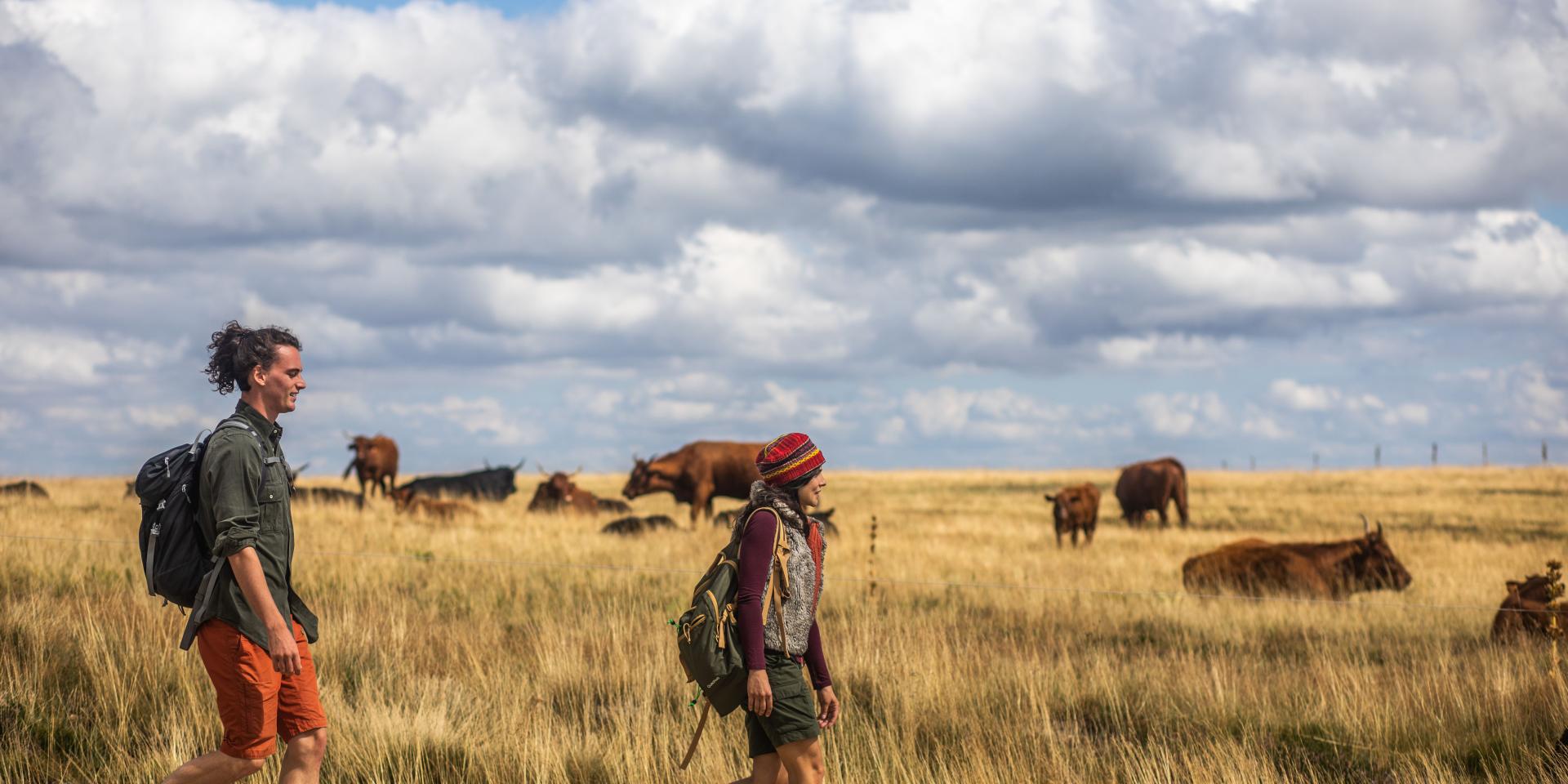 Couple en randonnée dans les Hautes-Chaumes, observant des vaches dans un champ.