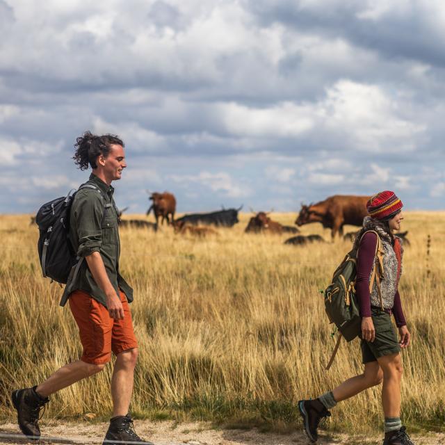 Couple en randonnée dans les Hautes-Chaumes, observant des vaches dans un champ.