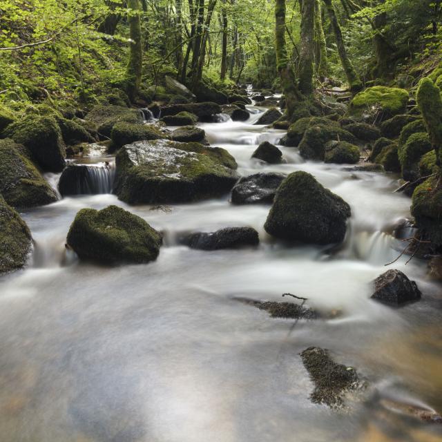 Rivière Crédogne avec eau blanche, rochers et arbres, dans une nature sauvage et préservée