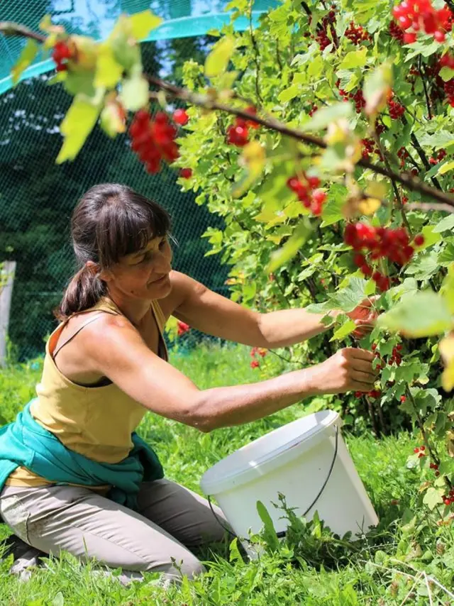 Chaudronfournioux 17