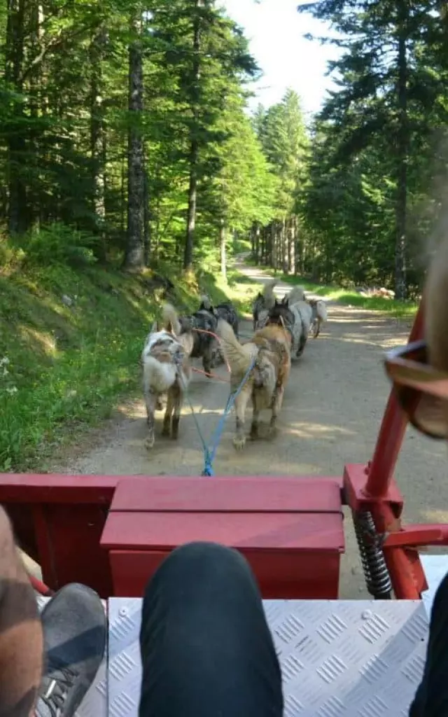 Cani Kart, Dubost Nature