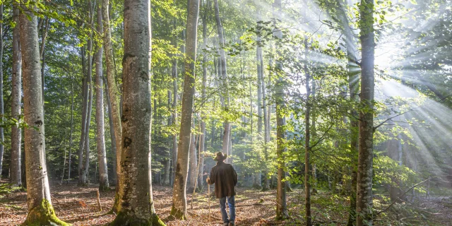 Forêt du Livradois-Forez - rayon de soleil