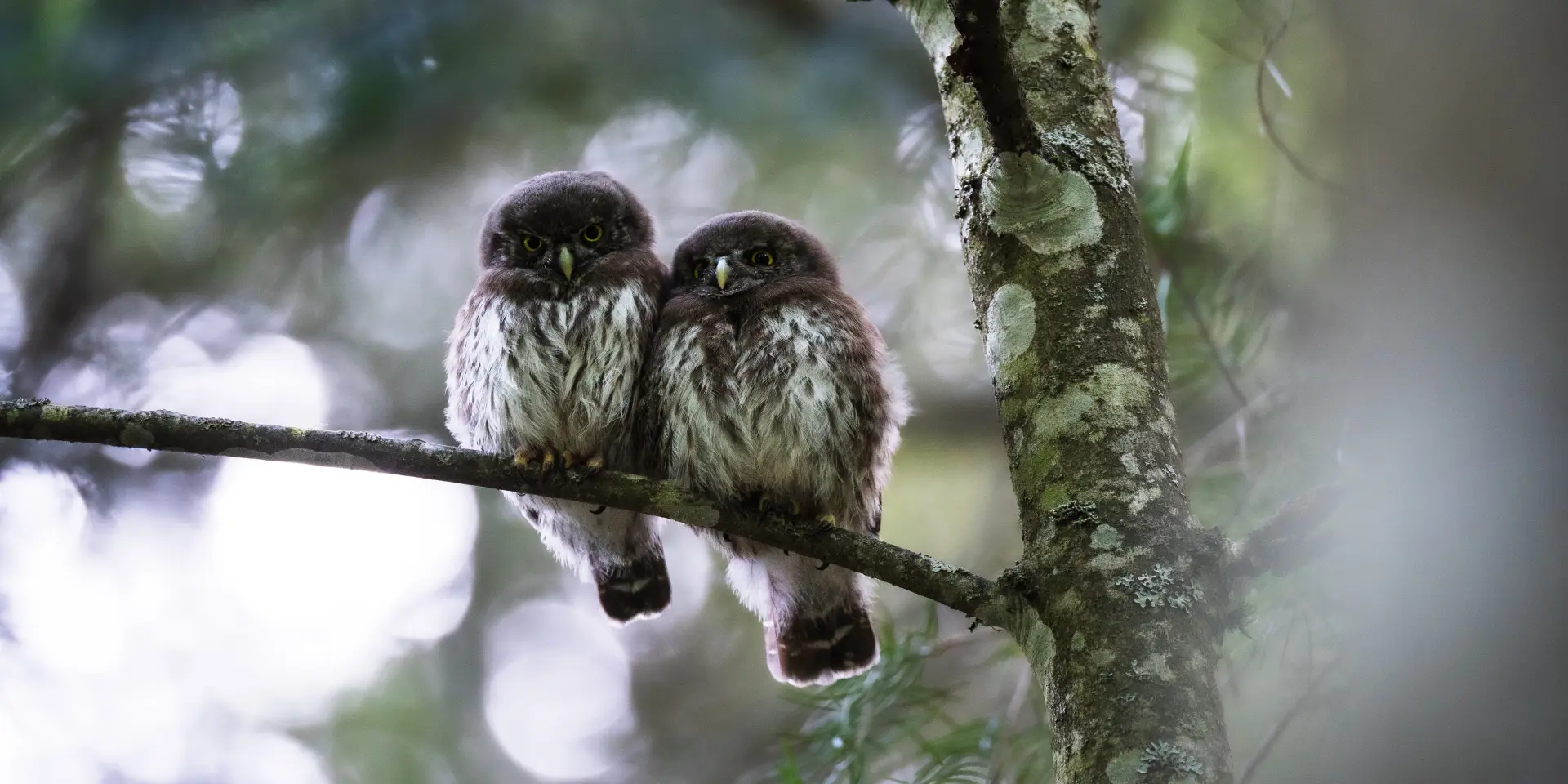 Chouettes perchées sur une branche dans une forêt du Livradois-Forez en Auvergne