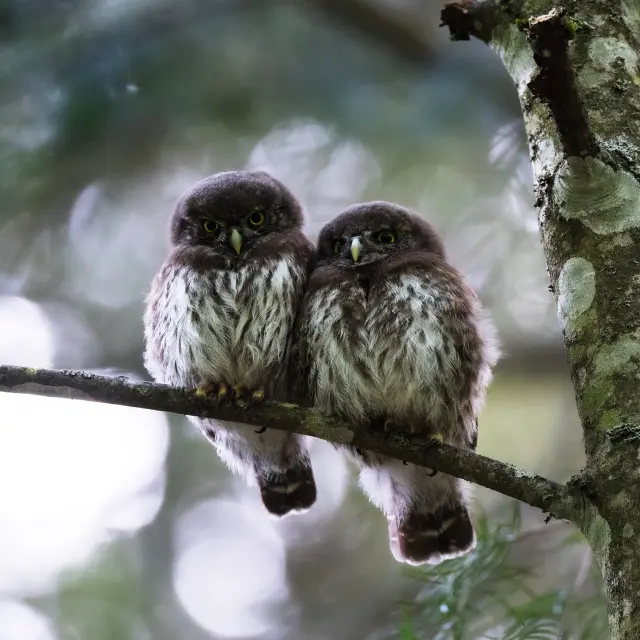 Chouettes perchées sur une branche dans une forêt du Livradois-Forez en Auvergne