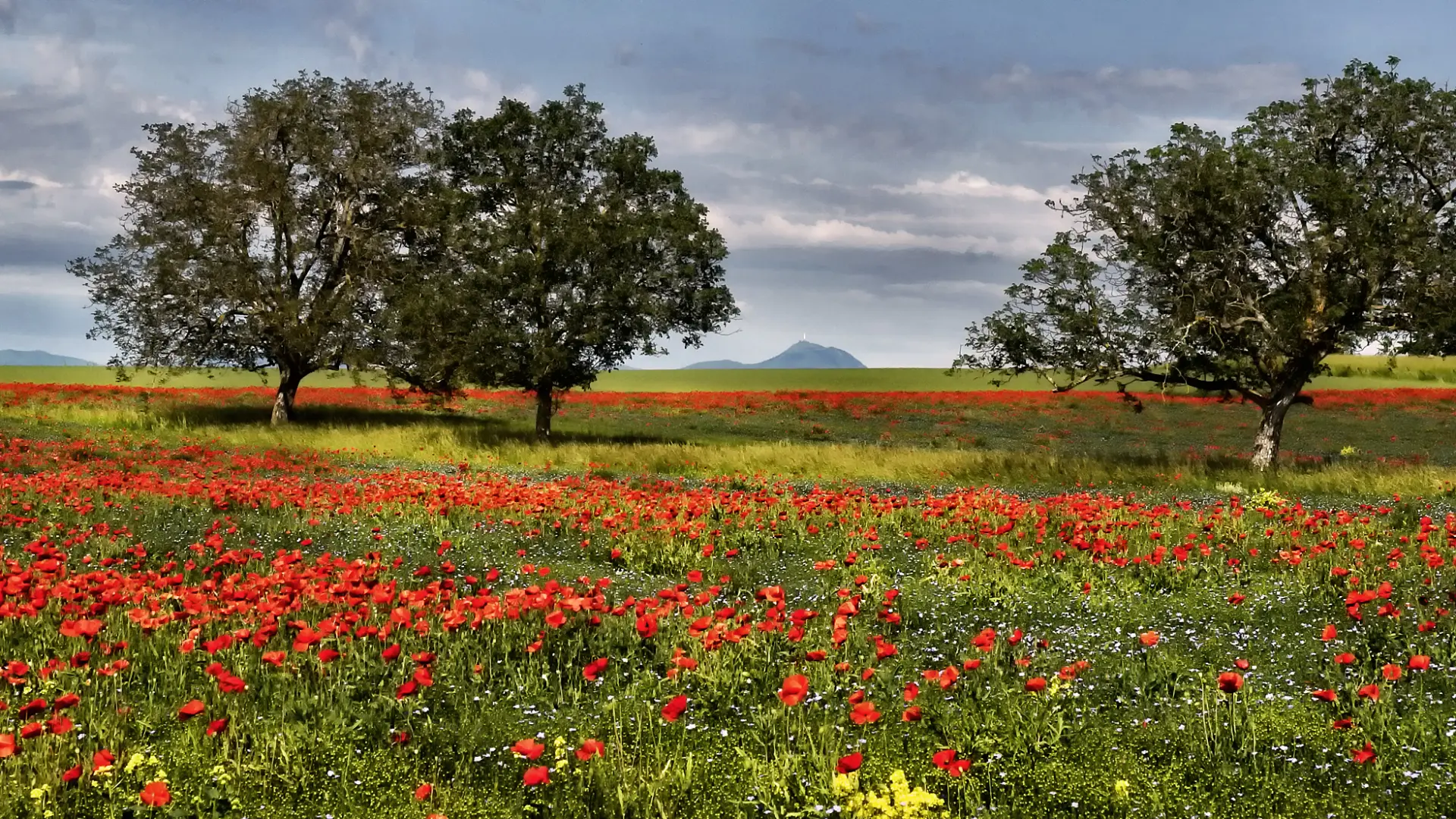 Champs en fleurs à Saint-Julien-de-Coppel en Livradois-Forez Auvergne
