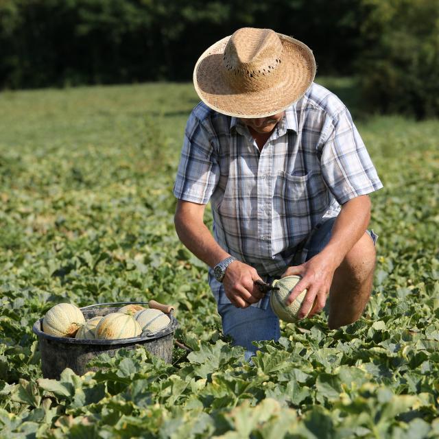 Récolte du melon du Quercy