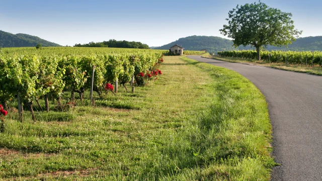 Dans le vignoble de Cahors