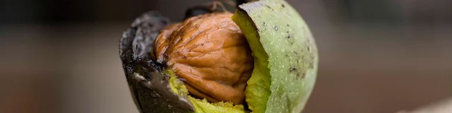 Noix