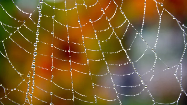 Perles de rosée sur la toile d'araignée