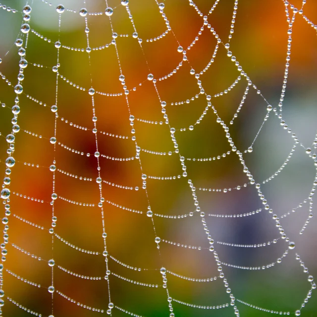 Perles de rosée sur la toile d'araignée