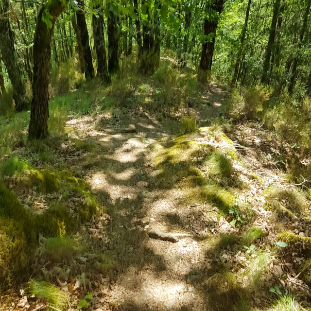 Sentier vers le Saut de Vieyres