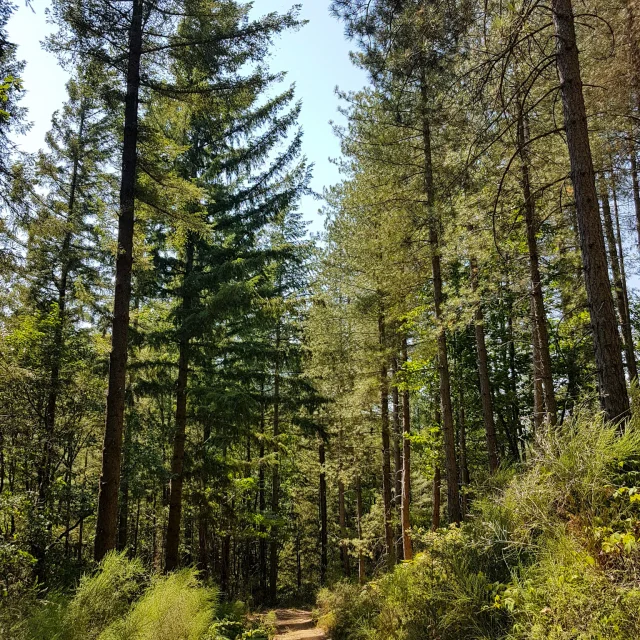 Sentier vers le Saut de Vieyres