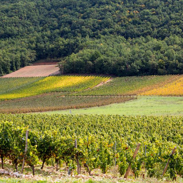 Vignoble de Cahors en automne