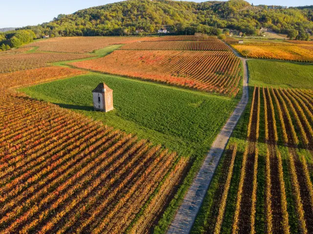 Vignoble et maison de vigne à Albas en automne