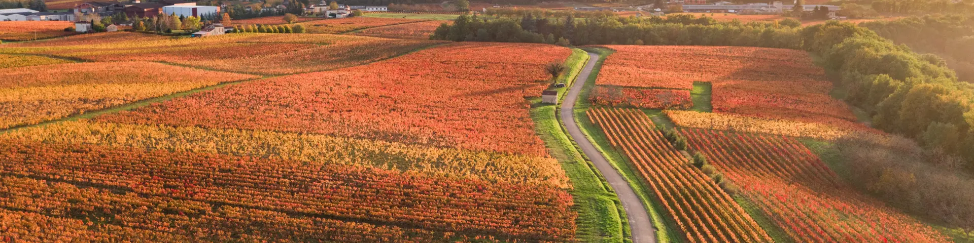 Vignoble de Cahors en automne à Parnac