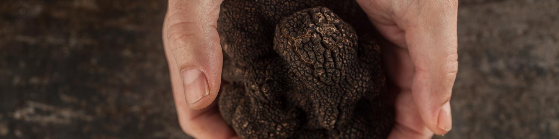 Truffe Noire du Quercy