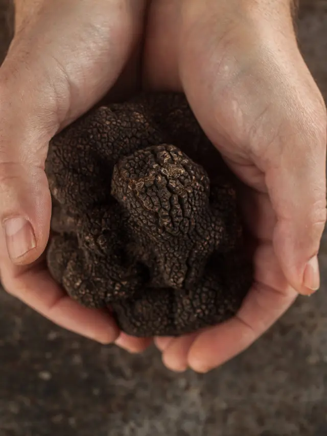 Truffe Noire du Quercy