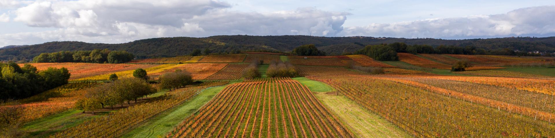 Vignoble de Cahors en automne à Mercuès