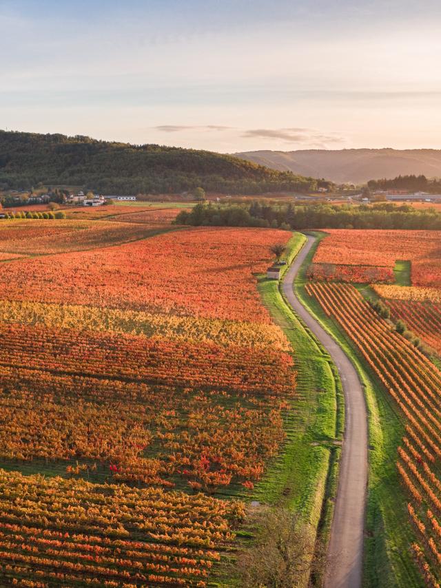 Vignoble de Cahors en automne à Parnac