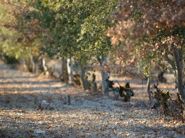 Plants truffiers entre les vignes