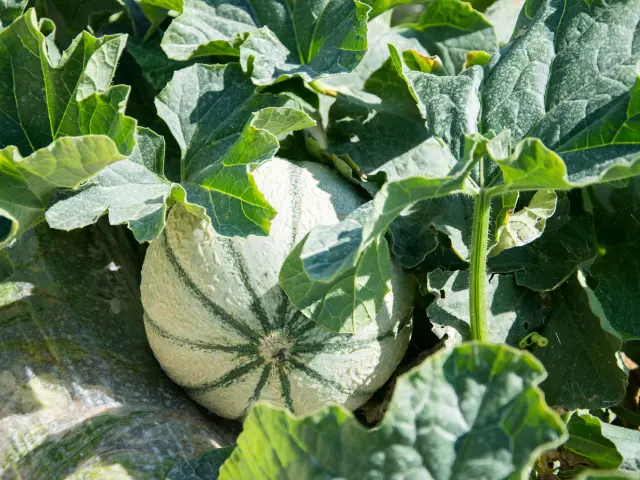 Champ de melons du Quercy à Flaugnac