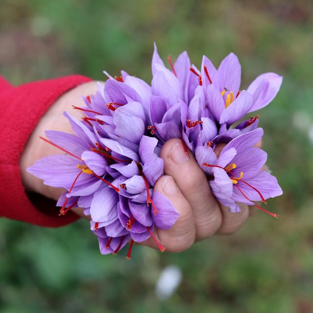 Cueillette Du Safran Du Quercy