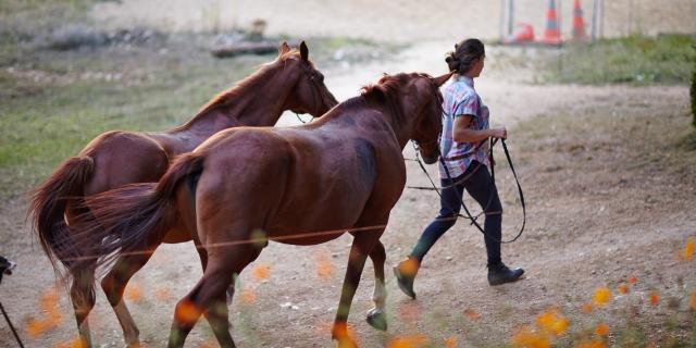 Ferme équestre du Pech Merle