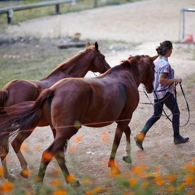 Ferme équestre du Pech Merle