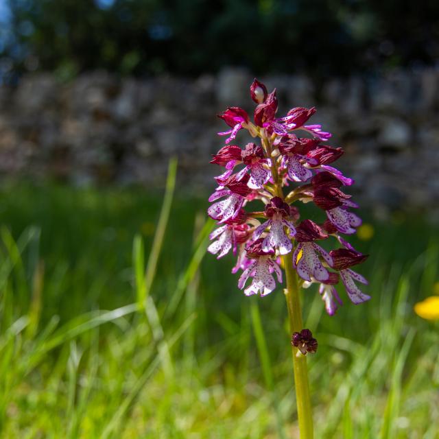 Orchis pourpre à Limogne