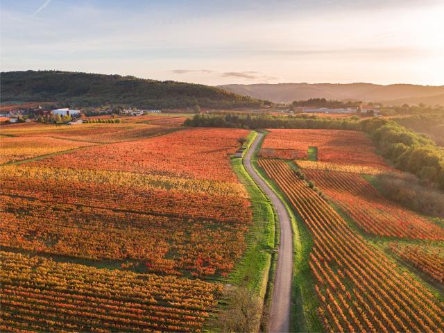 Vignoble de Cahors en automne