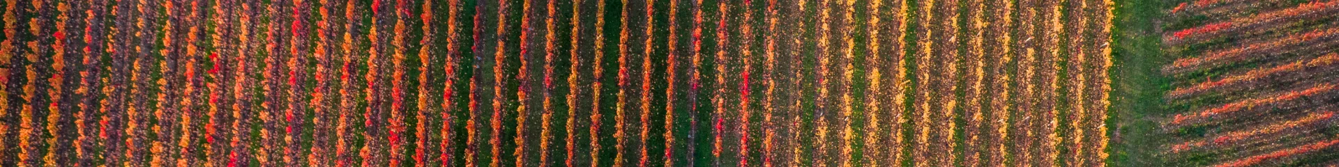 Vignoble de Cahors en automne à Parnac