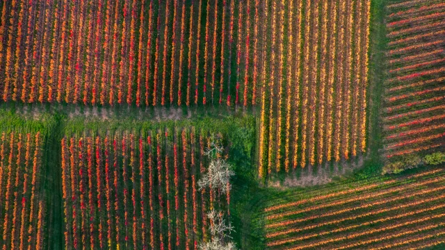 Vignoble de Cahors en automne à Parnac