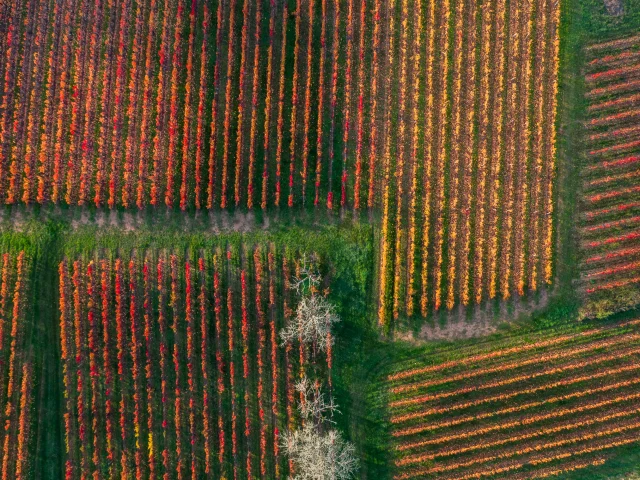 Vignoble de Cahors en automne à Parnac