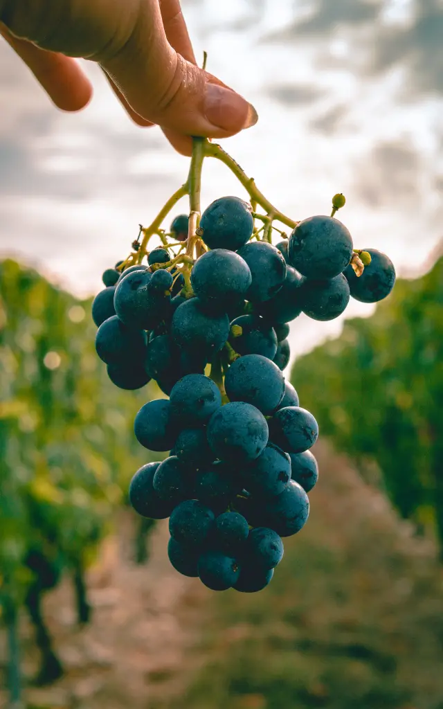 Grappe de raisins - Emmanuelle Carrere