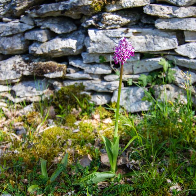 Orchis singe