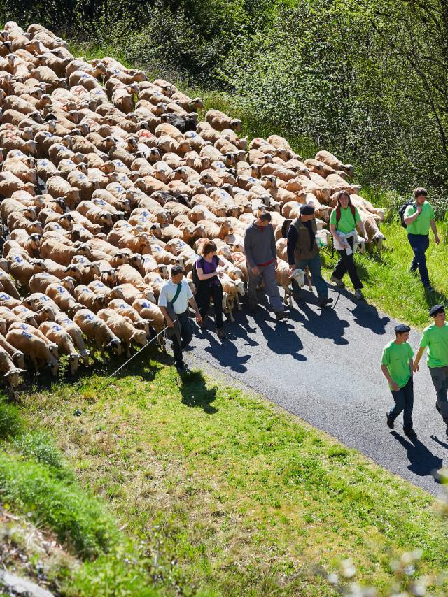 Transhumance En Quercy ©© Lot Tourisme Nelly Blaya