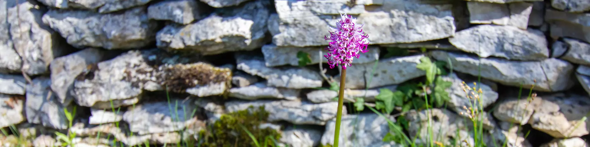 Orchis singe