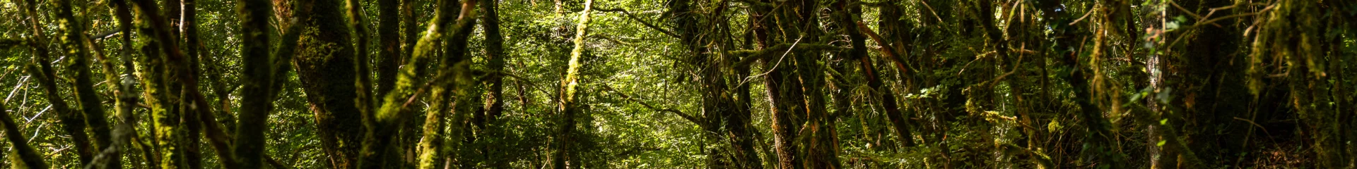 Randonneurs sur le GR 652 en Bouriane