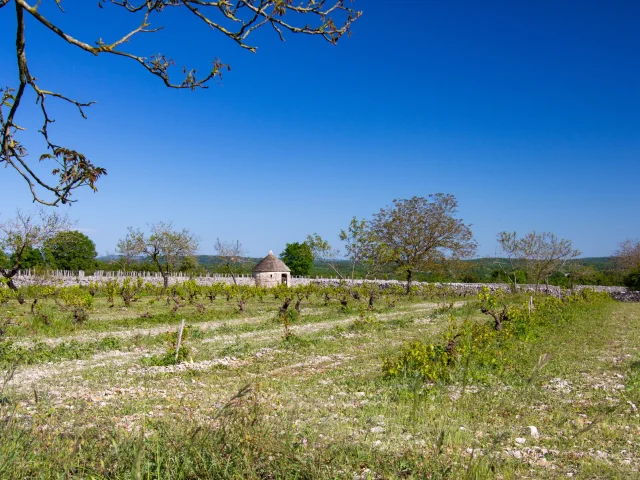 Vigne et cazelle à Rocamadour