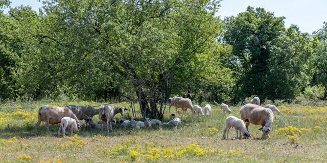 Brebis sur le causse de Gramat