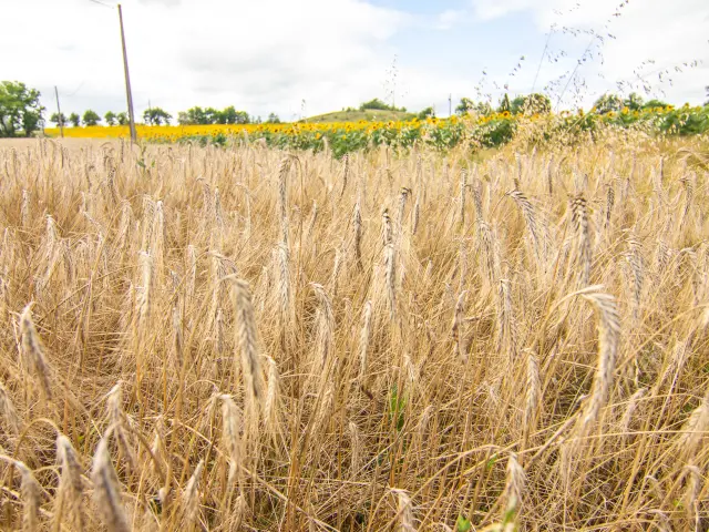 Champ de blé à Lascabanes