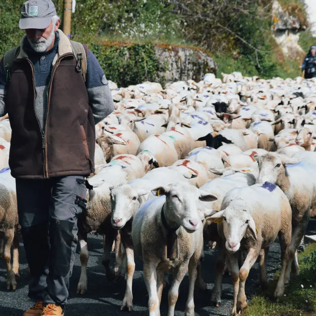 Transhumance Rocamadour - Luzech 2023