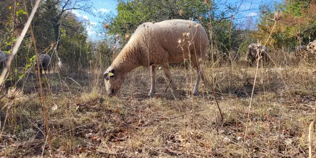 Brebis sur le causse