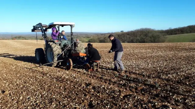 260218 Plantation Lavande Berger Des Lavandes