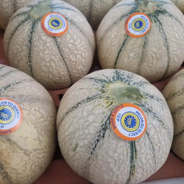 Melons Du Quercy Igp 260618 115509 Syndicat Igp Melon Du Quercy