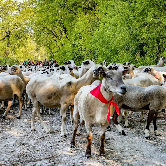 Transhumance en Quercy