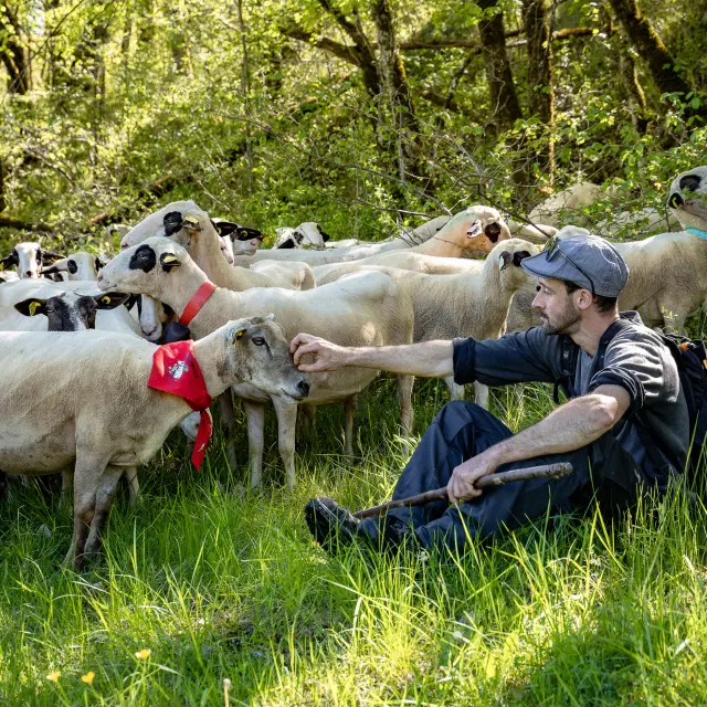 Transhumance en Quercy