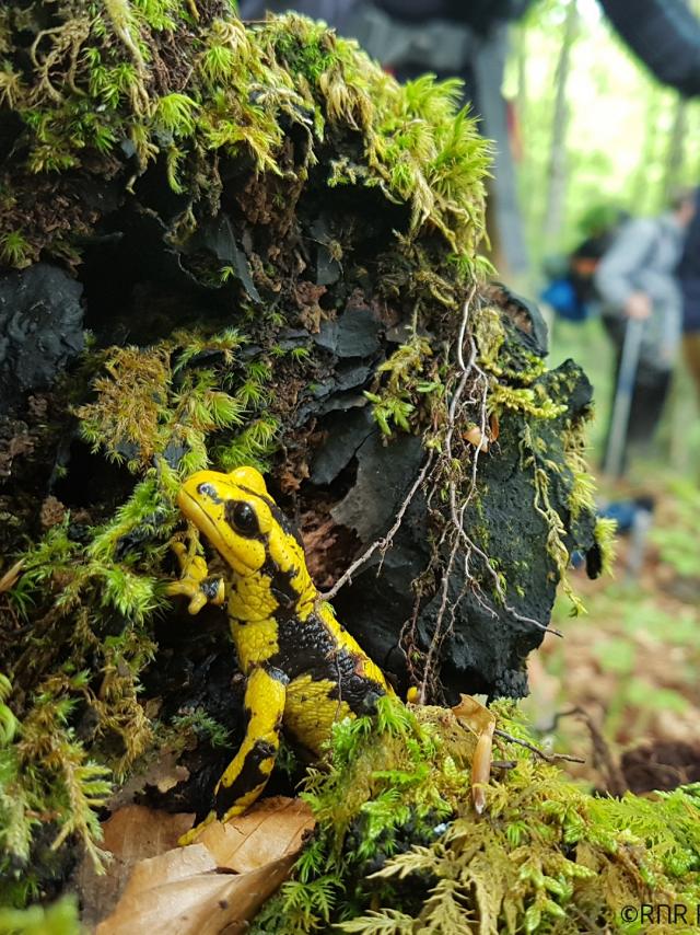 Pibeste, salamandre et randonneurs