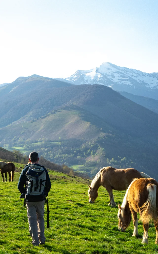 Montagne, chevaux et marcheur